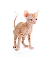 Funny hairless sphynx tabby kitten isolated