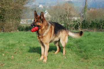 German Shepherd dog