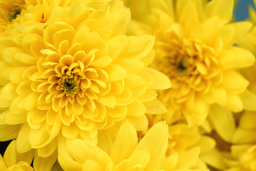 yellow chrysanthemum