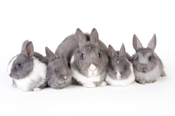 gray mother rabbit with four bunnies, isolated