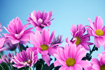 Obraz na płótnie Canvas pink chrysanthemum