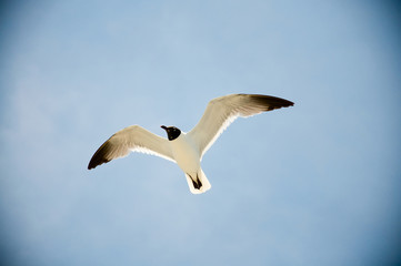 A Black Headed Sea Gull Flying in a Clear Blue Sky