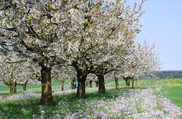 cherry orchard in full bloom