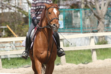 Fototapeta premium 乗馬