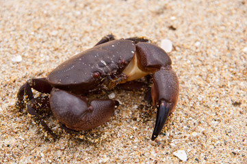 Crab on the beach