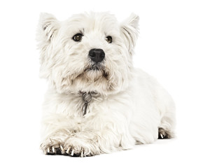 white Terrier