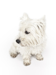 white Terrier