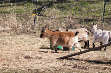 Goats in the pen.