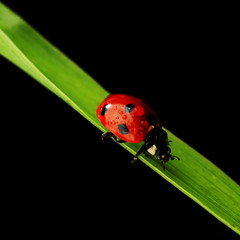 ladybug isolated on black