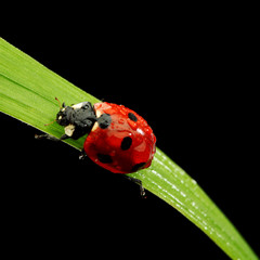 ladybug isolated on black