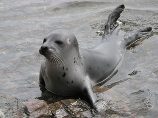 тюлени © yulka