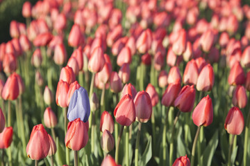 Red and blue tulips