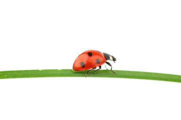 Fototapeta premium ladybug on grass