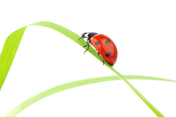 ladybug on grass