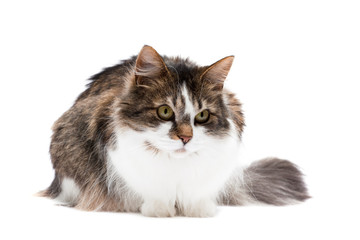 Laying cat isolated over white background