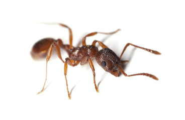 Red ant isolated on white background