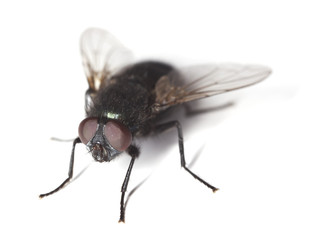 Bluebottle fly isolated on white background