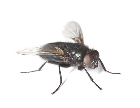 Bluebottle fly isolated on white background
