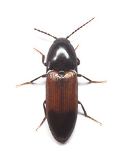 Click beetle Ampedus balteatus isolated on white background