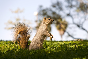 Obraz premium squirell in th forest