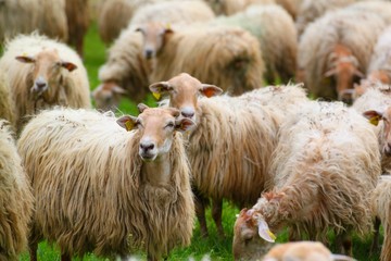Moutons du Pays Basque