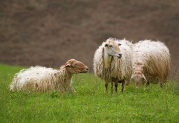Moutons du Pays Basque