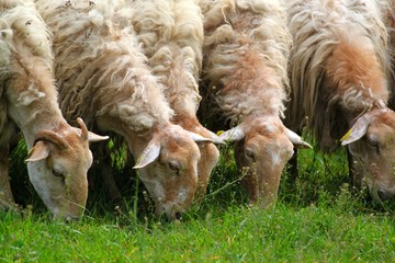 Moutons du Pays Basque broutant de l'herbe