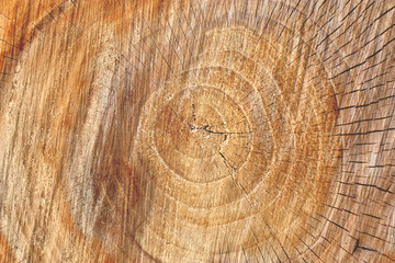 Naklejka premium tree stump background
