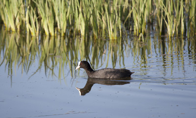 Focha común, Salburua, Vitoria, Alava, España