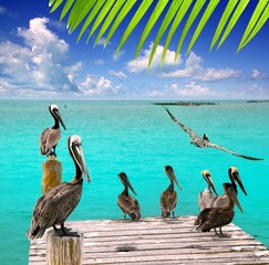 Fototapeta na wymiar Karaiby pelikan turkusowy tropikalna plaża morze
