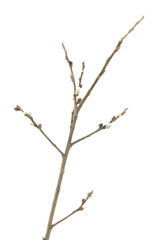 Blooming willow branch isolated on white background