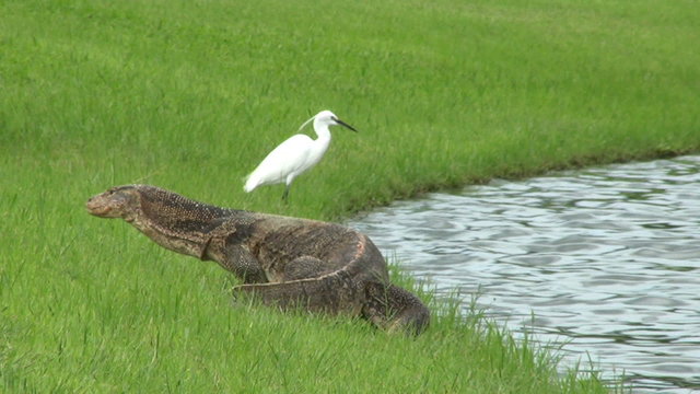White Bird Ignoring Monitor Lizard