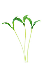 Green seedlings isolated on the white