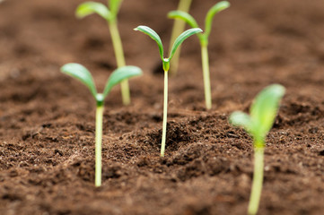 Green seedling illustrating concept of new life