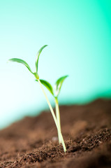 Green seedling illustrating concept of new life
