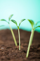 Green seedling illustrating concept of new life