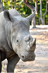 Fototapeta premium White Rhinoceros
