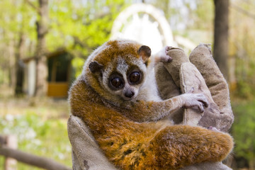 Pygmy slow loris (Nycticebus pygmaeus)
