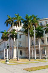 The Capitol in Havana with palm trees and a beautiful clear sky