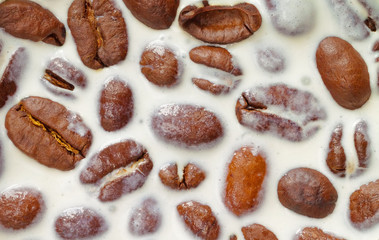 Coffee beans in a milk background
