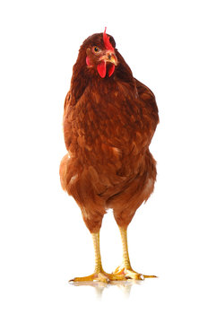 One live hen on white