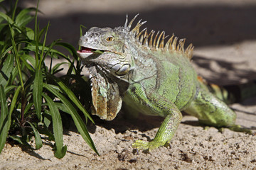 Grüner Leguan