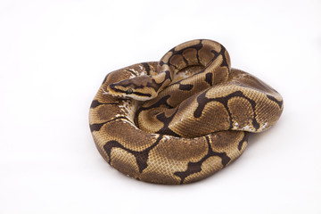 Royal or Ball python on white background