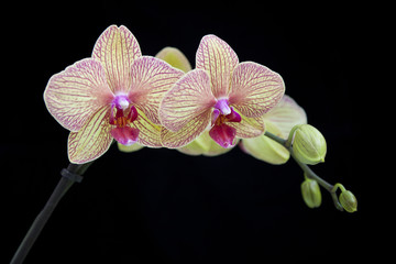 Orchid on black background