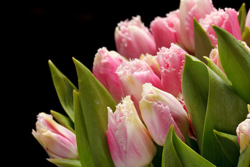 beautiful tulips