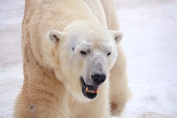 Obraz na płótnie Canvas Polar bear portrait