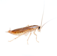 cockroach isolated