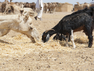 Fototapeta premium Dromedary camel and goat at a market