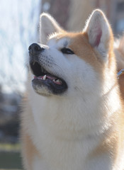 AKITA INU