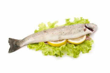 trout on white background